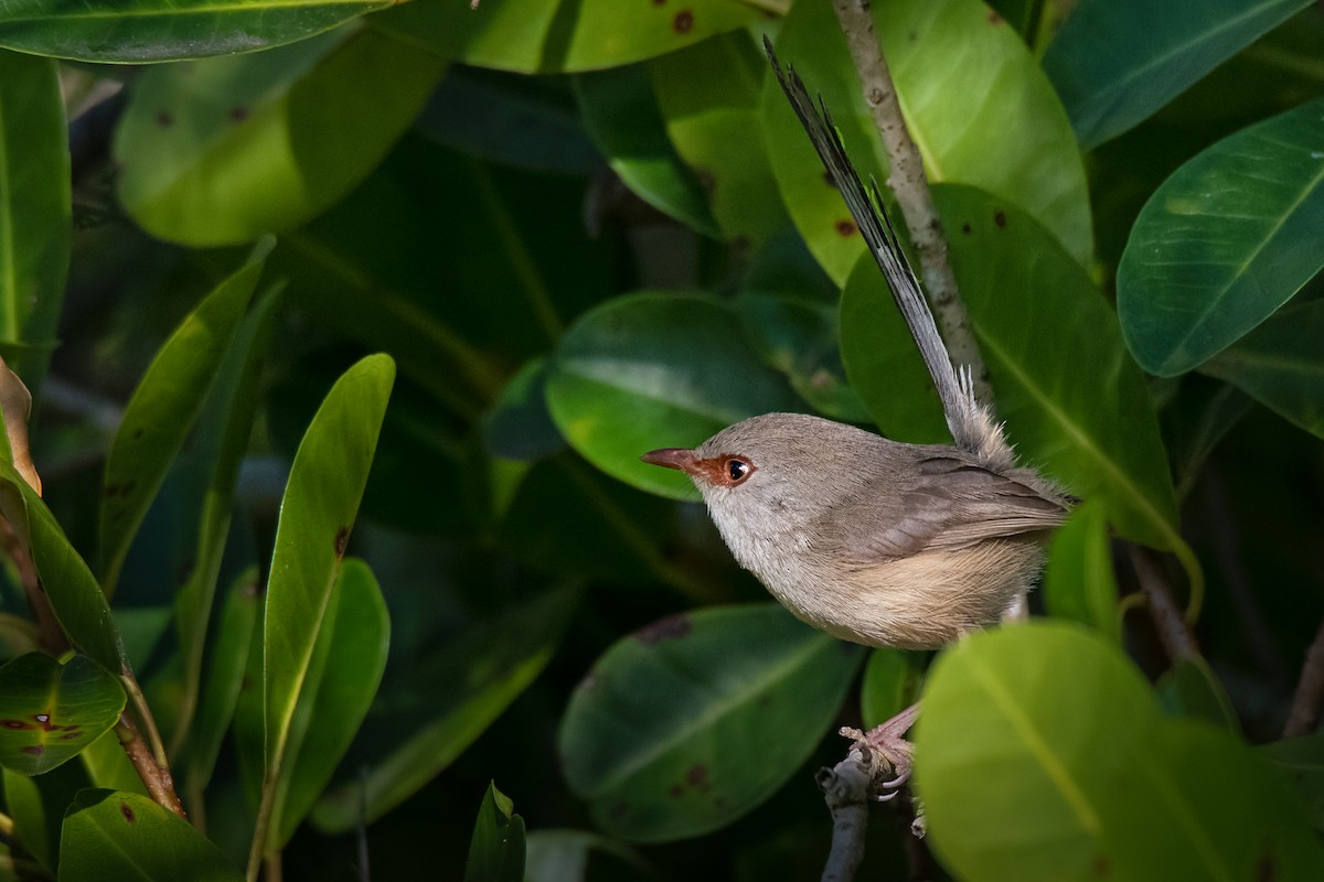 Variegated Fairywren - ML258369911