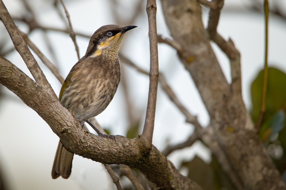 Mangrove Honeyeater - ML258369981