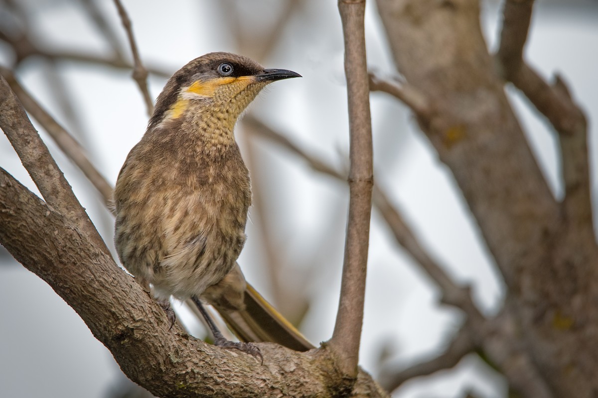 Mangrove Honeyeater - ML258370021