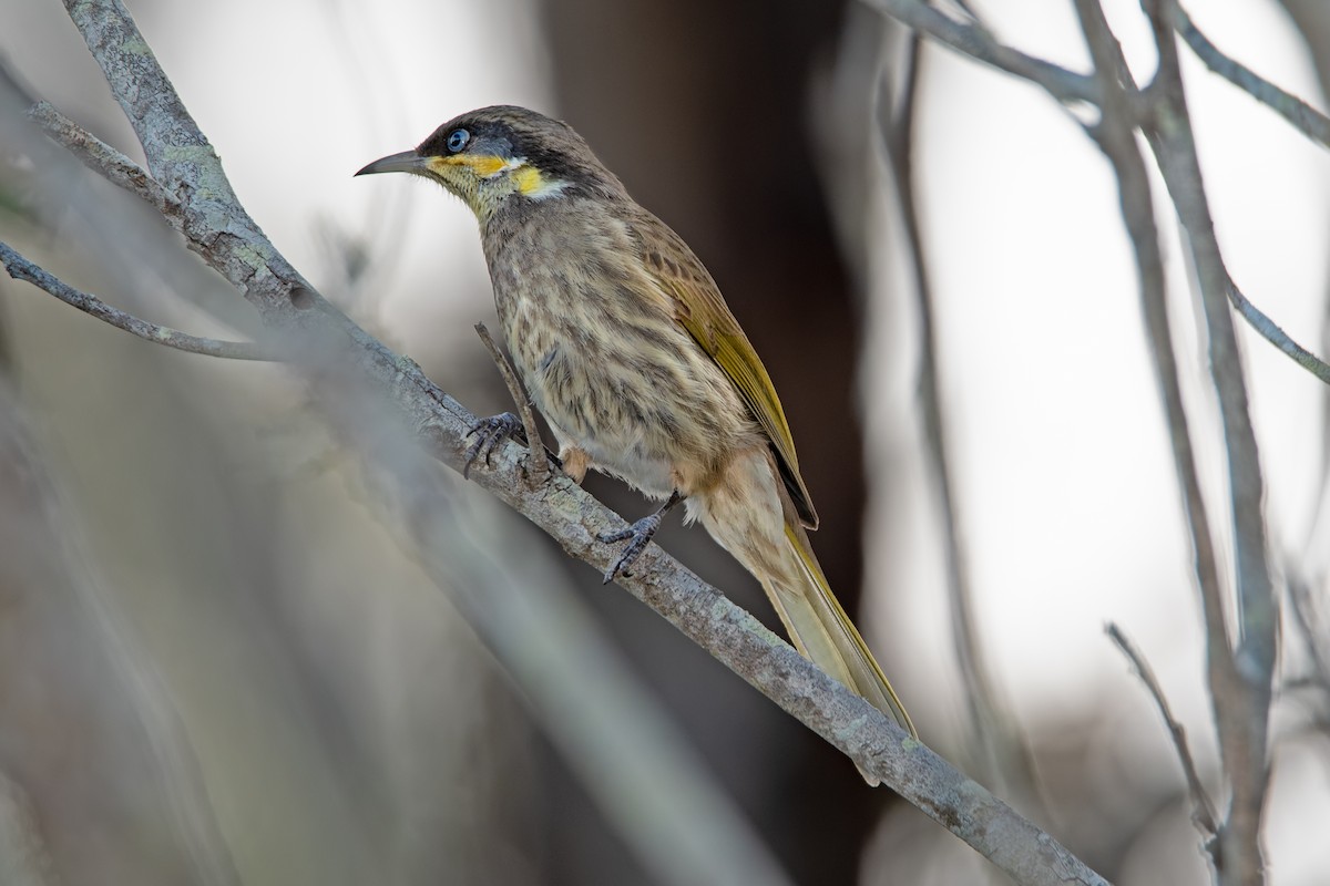 Mangrove Honeyeater - ML258370031