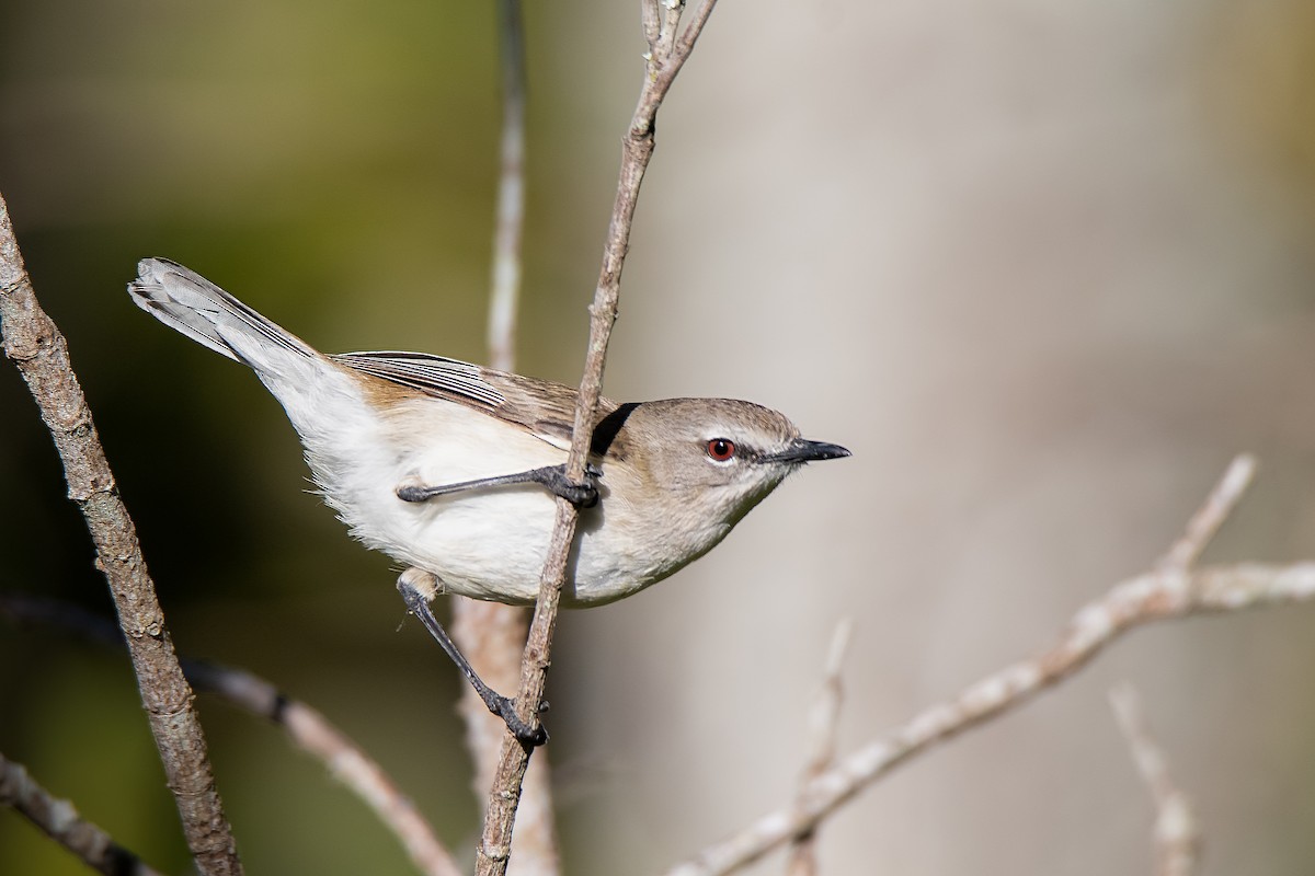 Mangrove Gerygone - ML258370051