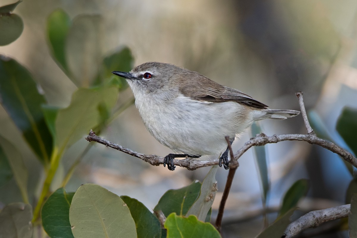 Mangrove Gerygone - Hayley Alexander