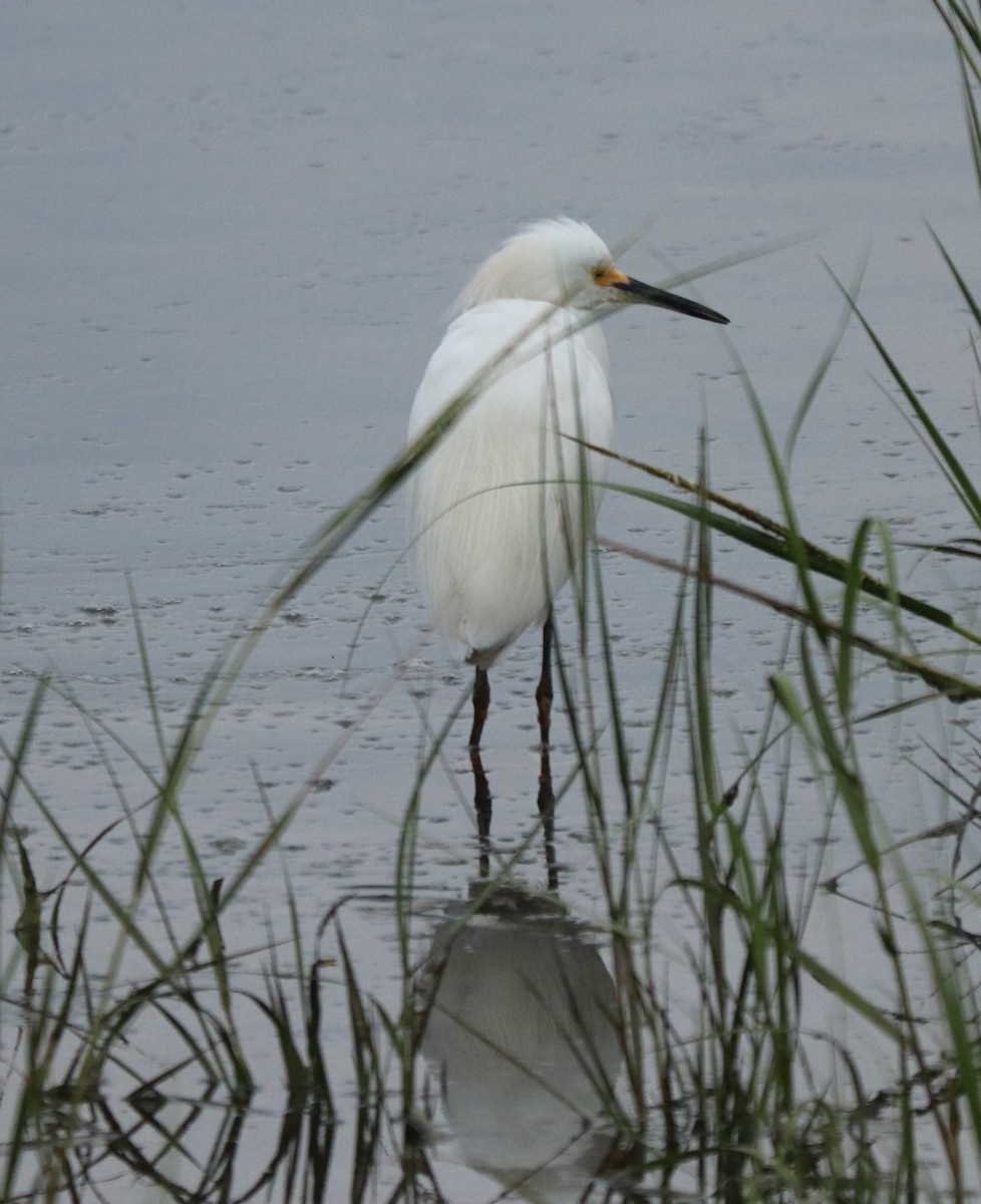 Snowy Egret - ML258370661