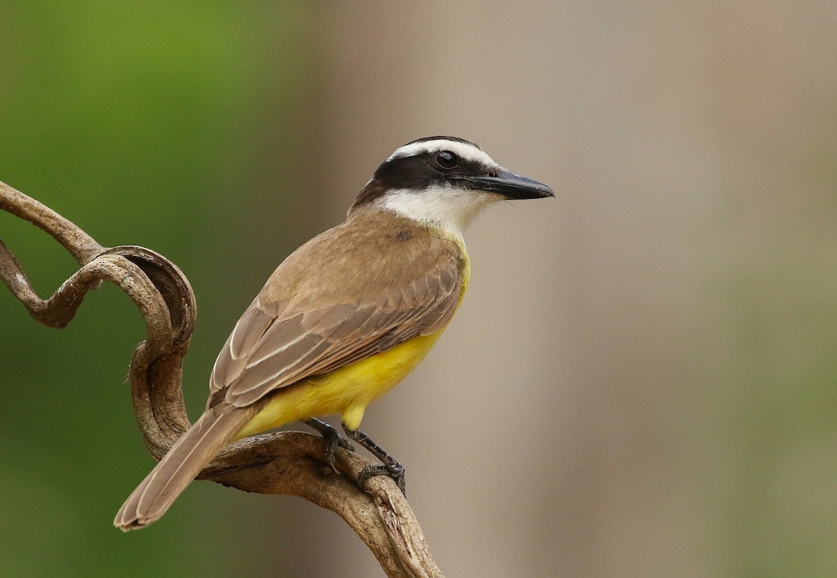 Great Kiskadee - Carlos Sanchez