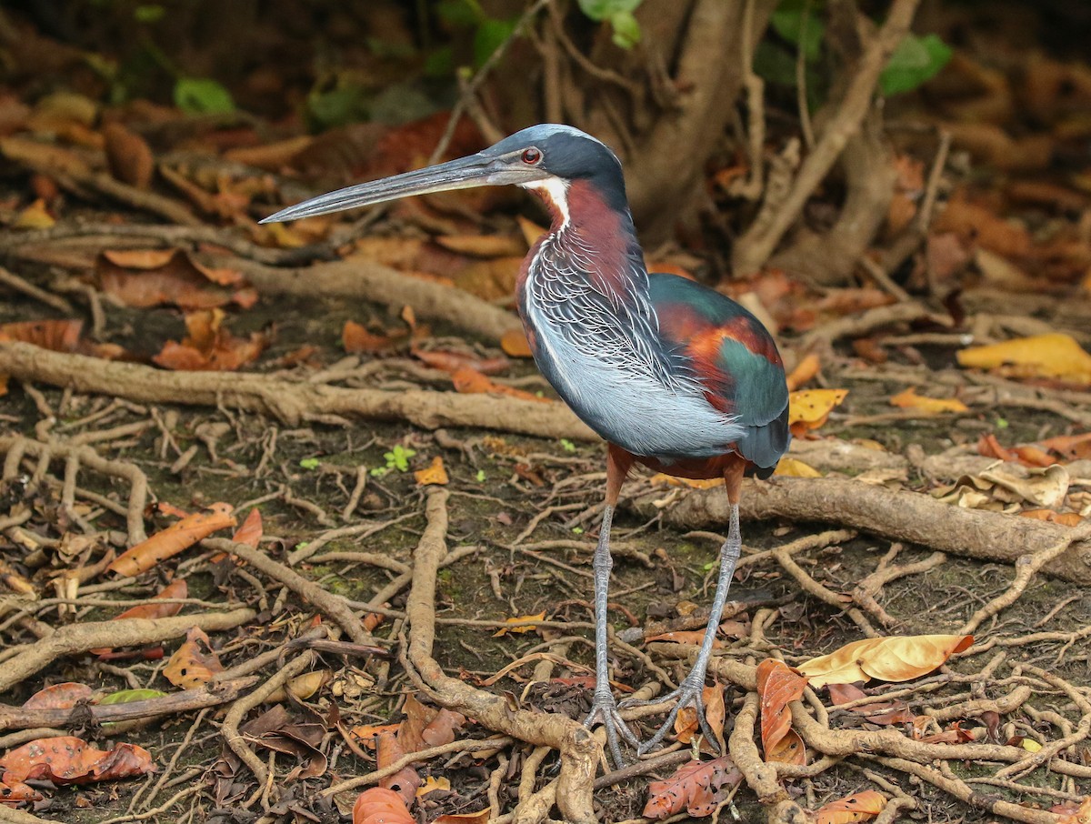 Agami Heron - Carlos Sanchez