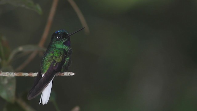 Türkiskronkolibri - ML258372191