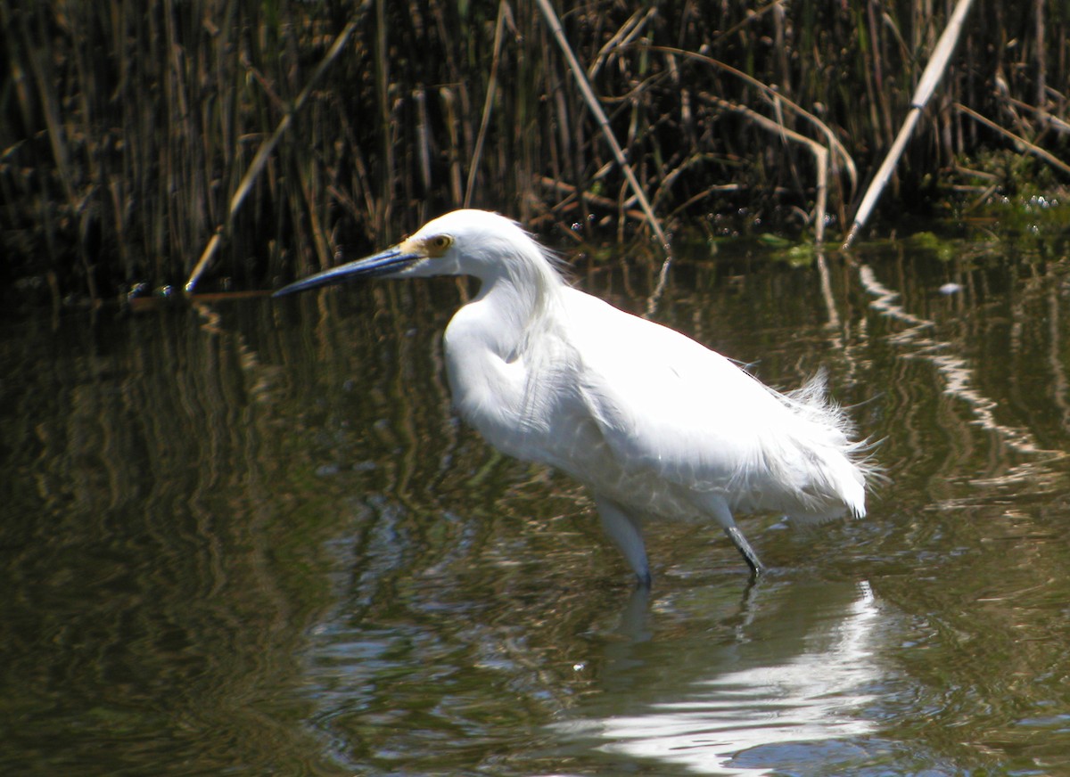 Snowy Egret - ML258372741