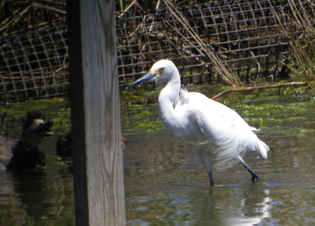 Snowy Egret - ML258372751