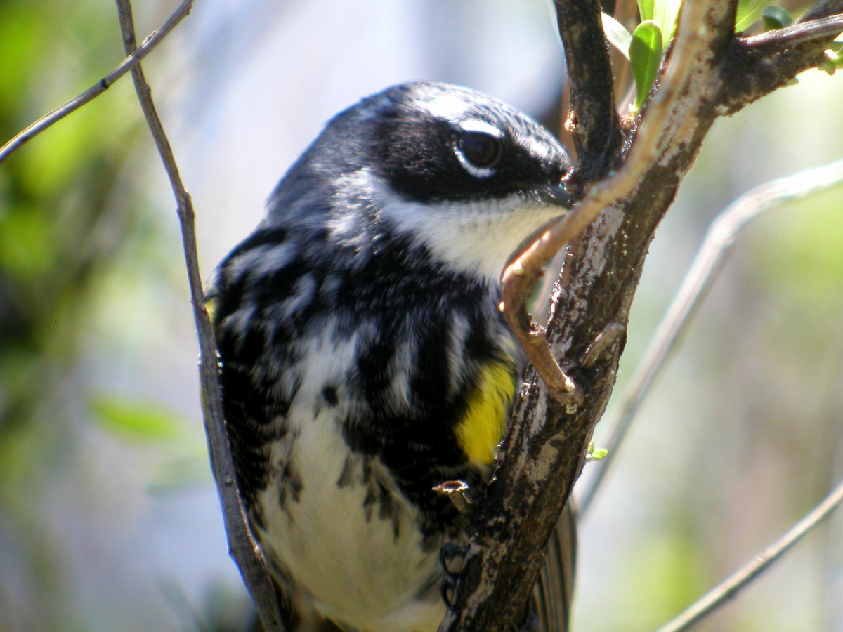 lesňáček žlutoskvrnný (ssp. coronata) - ML258372771