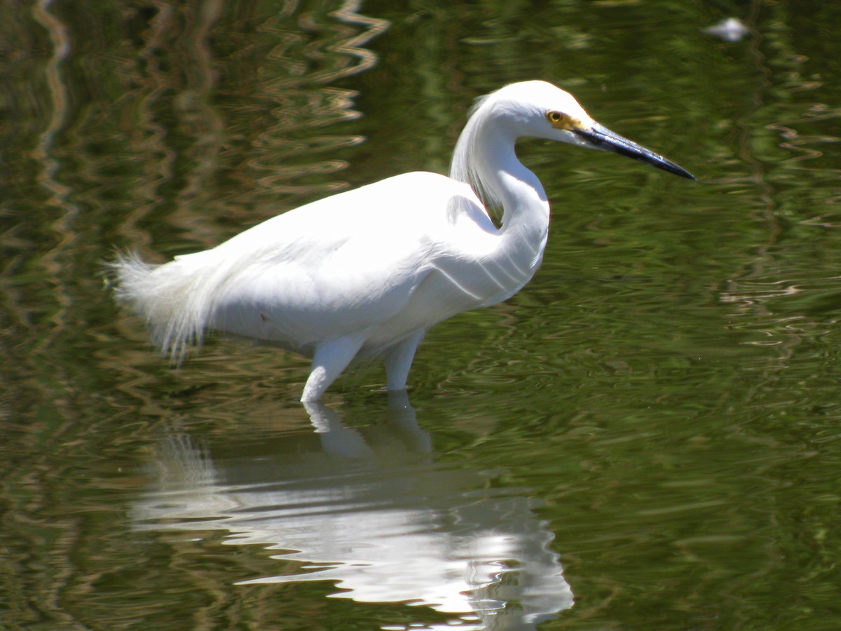 Snowy Egret - ML258372821