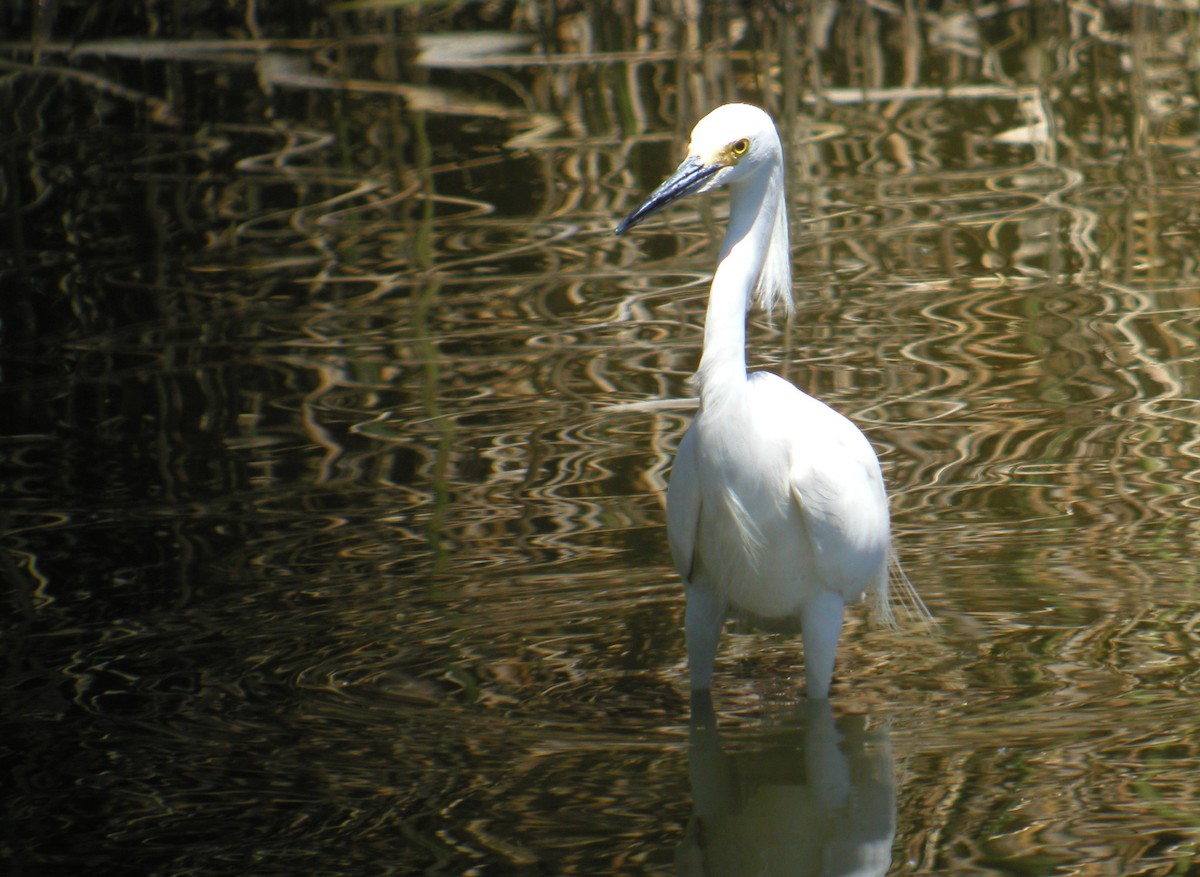 Snowy Egret - ML258372831