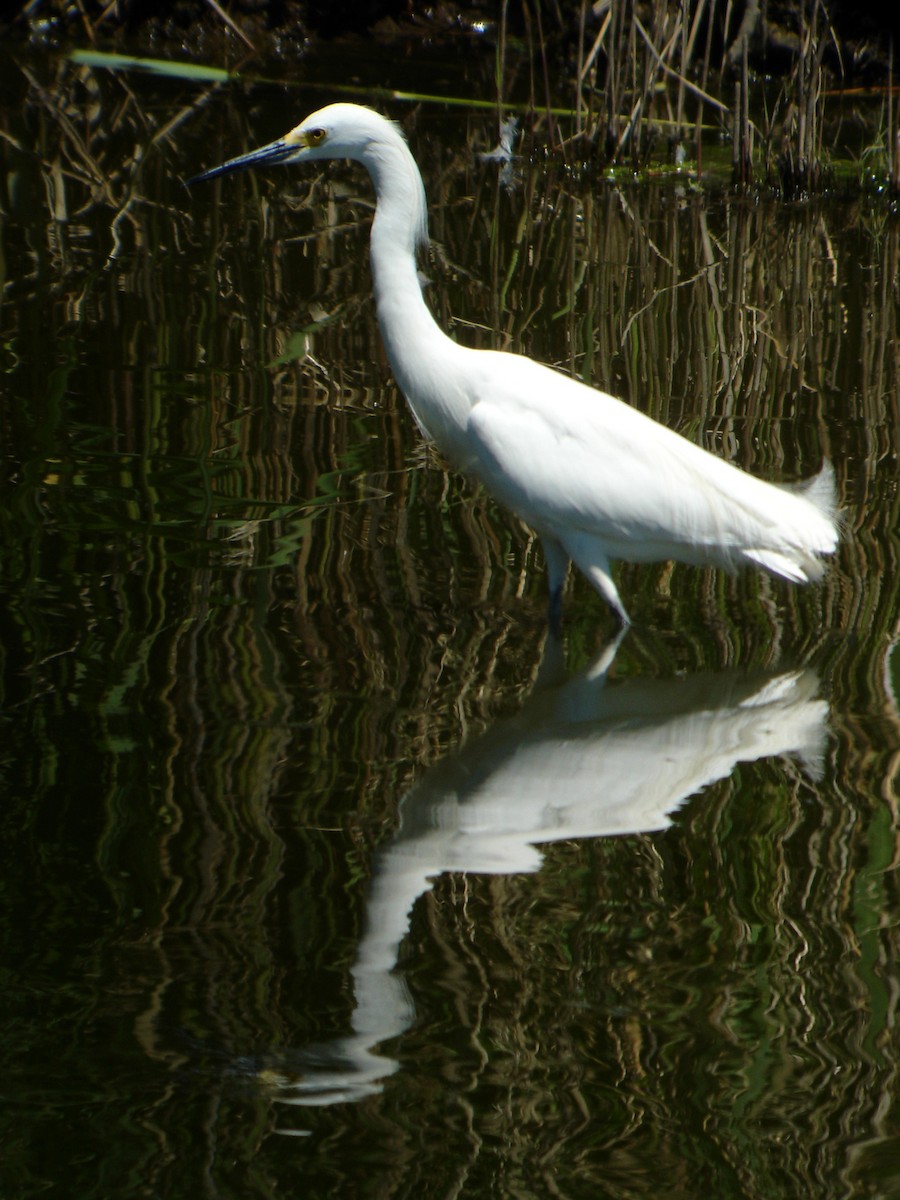 Snowy Egret - ML258372871