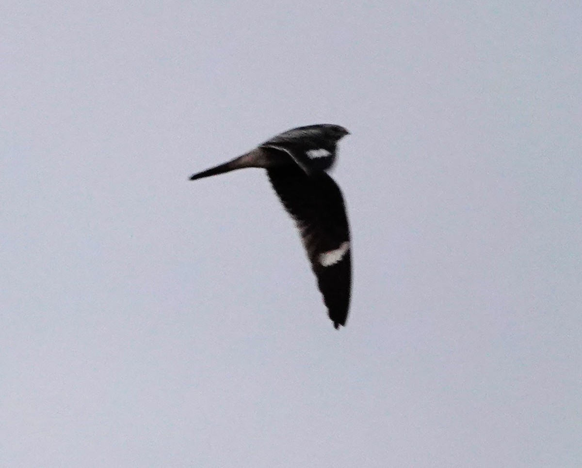 Common Nighthawk - Clem Nilan