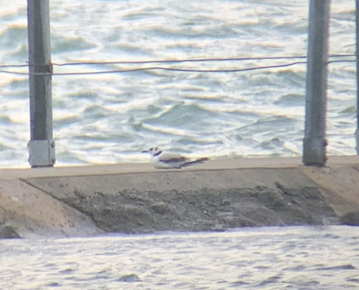 Black-legged Kittiwake - Rick Thomas