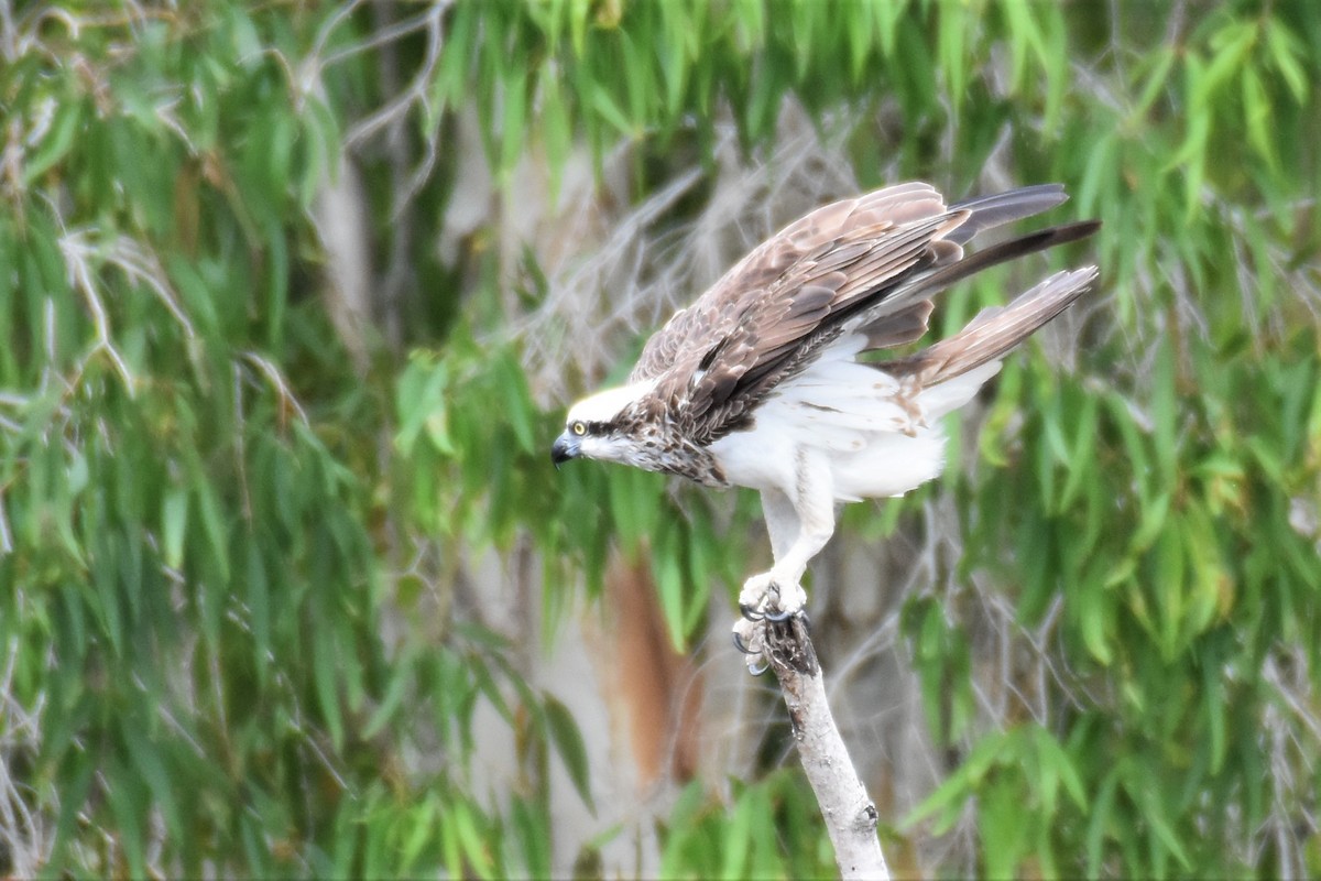 Osprey - ML258374211