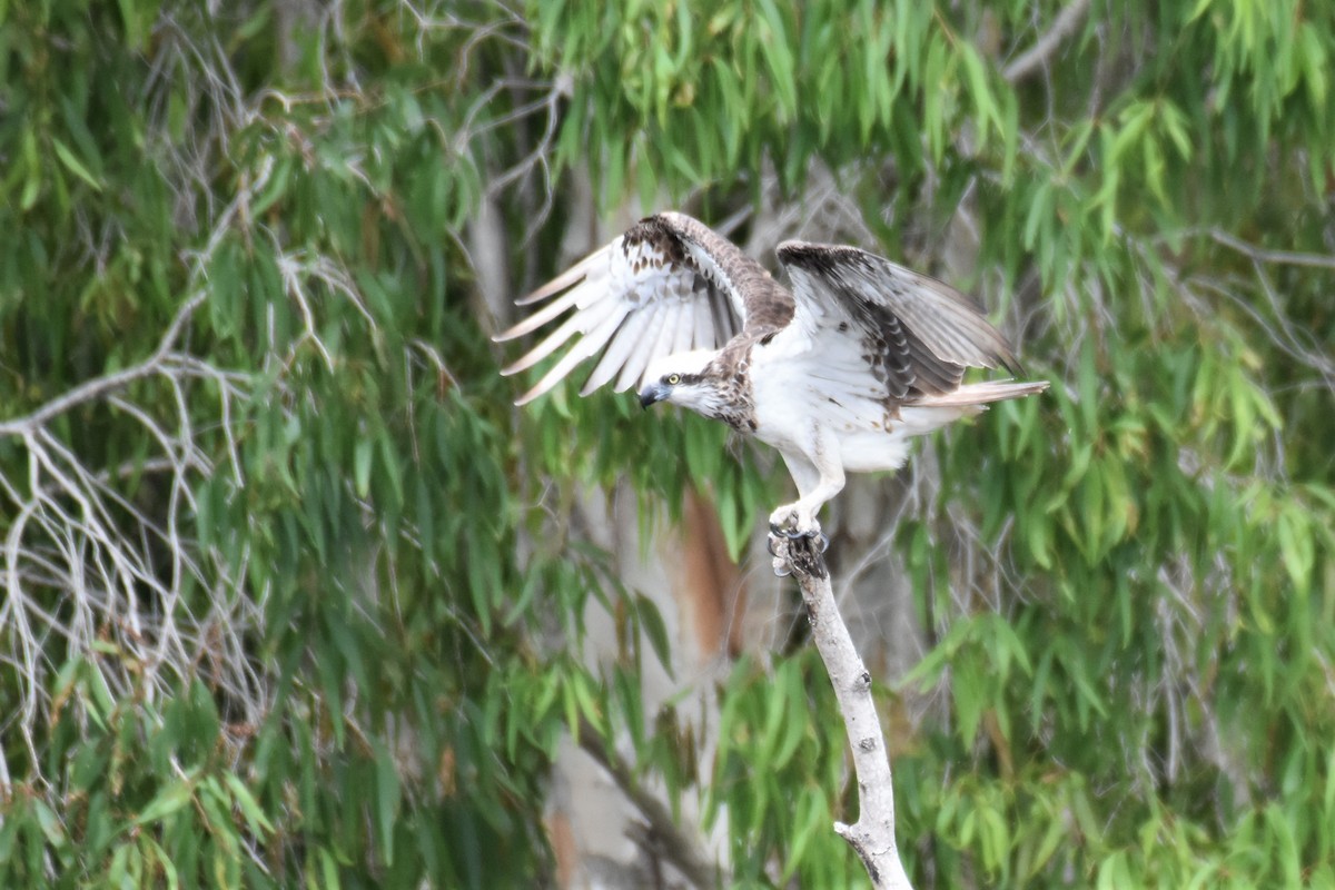 Osprey - ML258374221