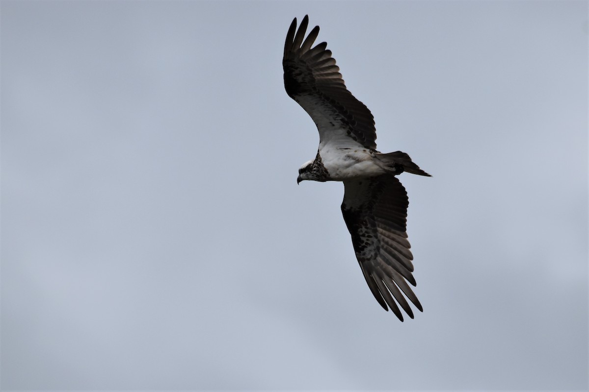 Osprey - ML258374251