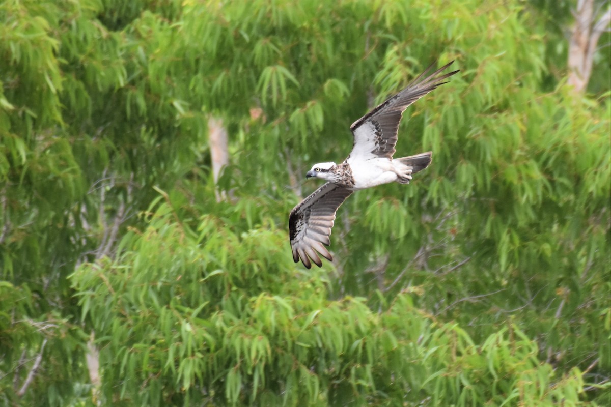 Osprey - ML258374261