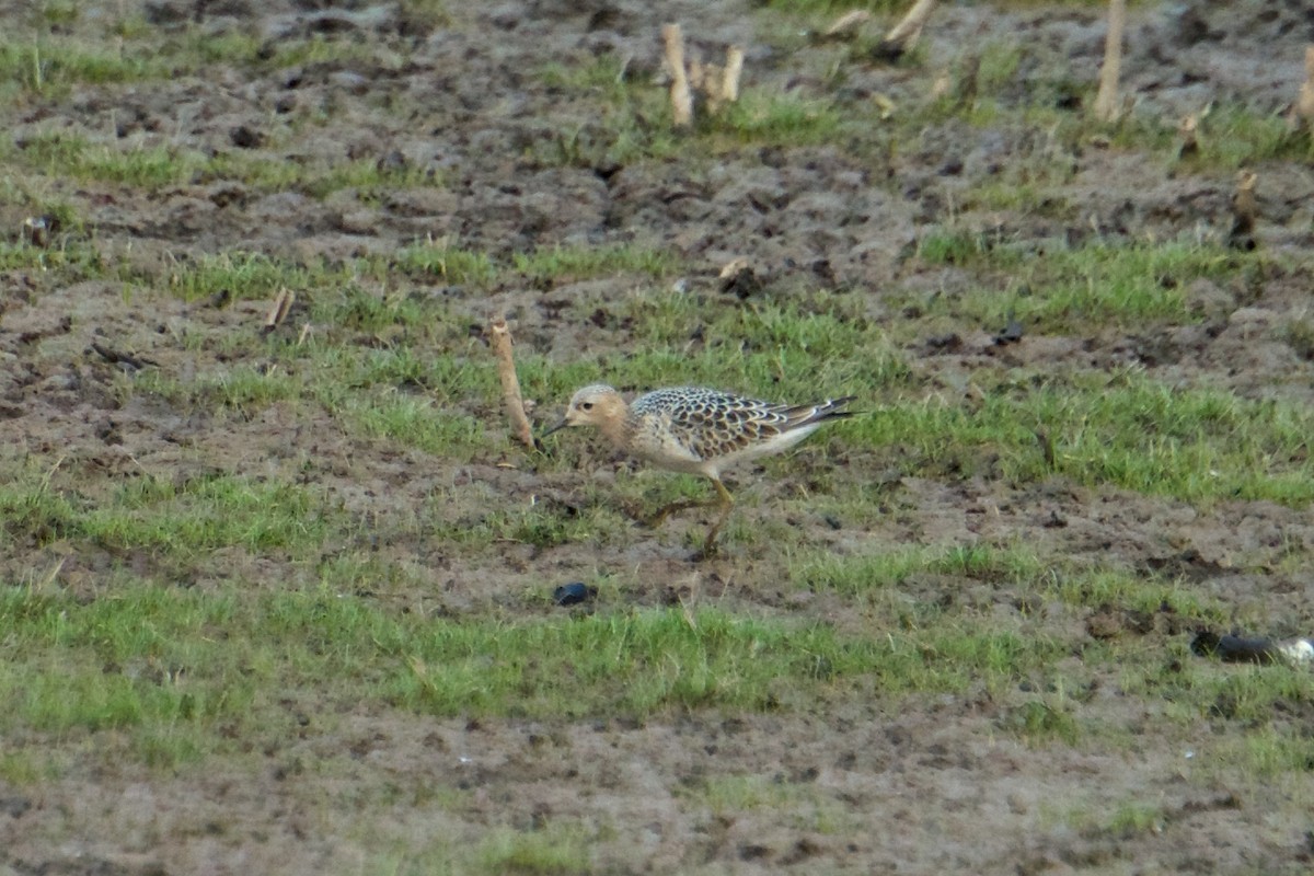 Buff-breasted Sandpiper - ML258375241