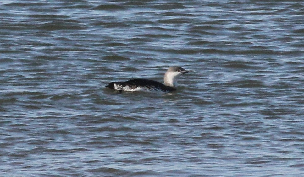 Red-throated Loon - ML25837711