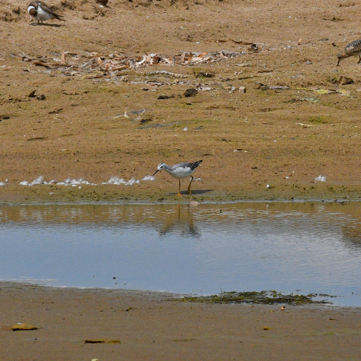 Wilson's Phalarope - ML258377981