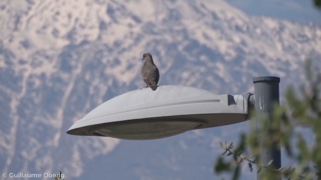 Eared Dove - ML258378331