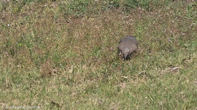 Eared Dove - ML258378431