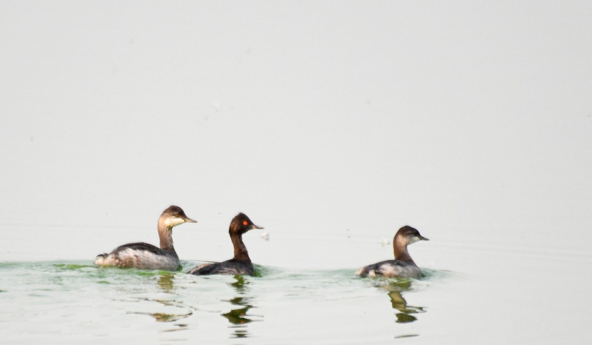 Eared Grebe - ML258378441