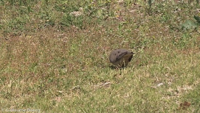 Eared Dove - ML258378621