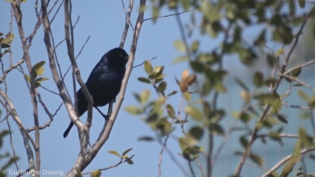 Shiny Cowbird - ML258378671