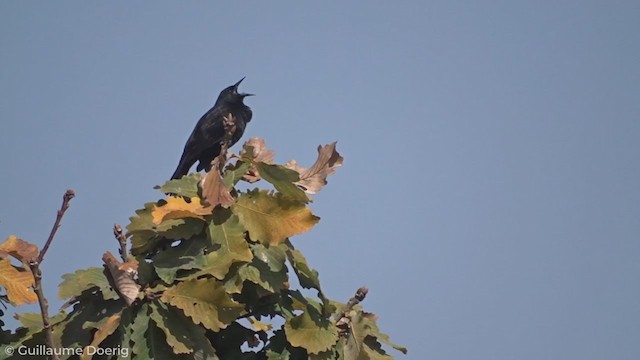 Yellow-winged Blackbird - ML258378791