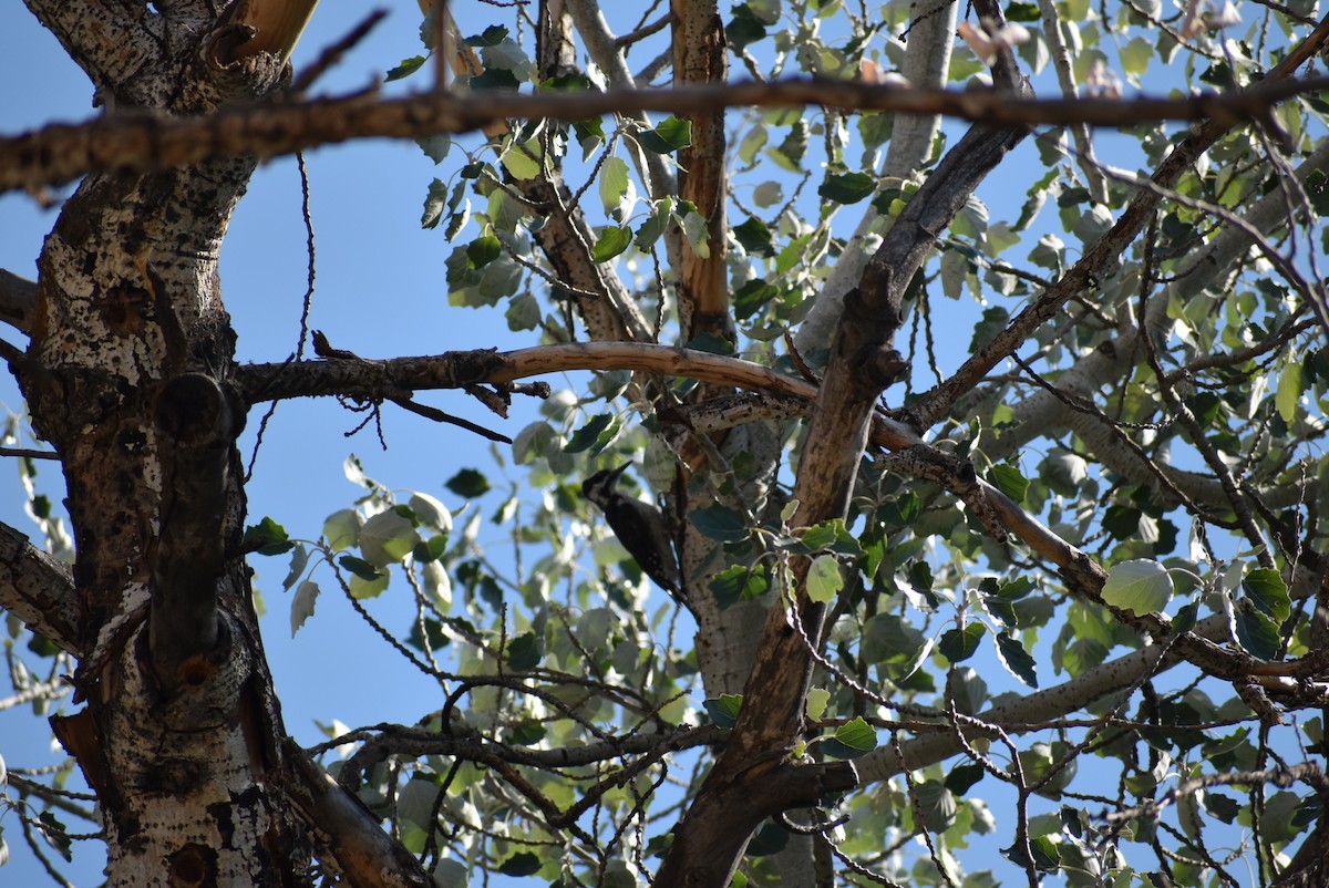 Hairy Woodpecker - Rebecca Hartman