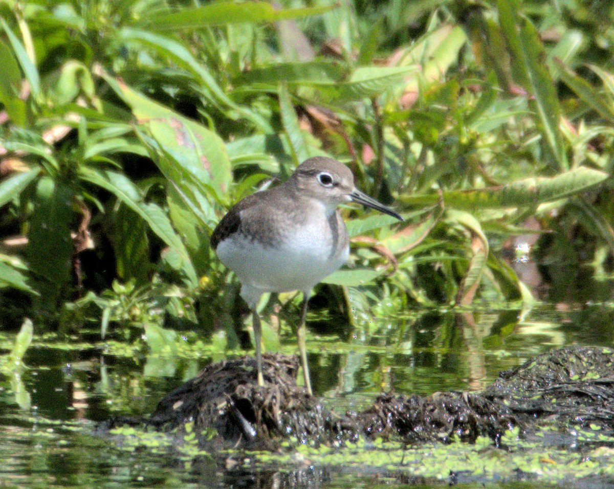 Solitary Sandpiper - ML258379291