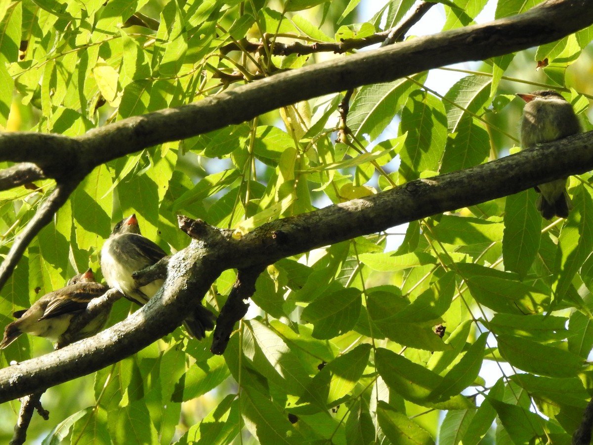 Eastern Wood-Pewee - ML258381821