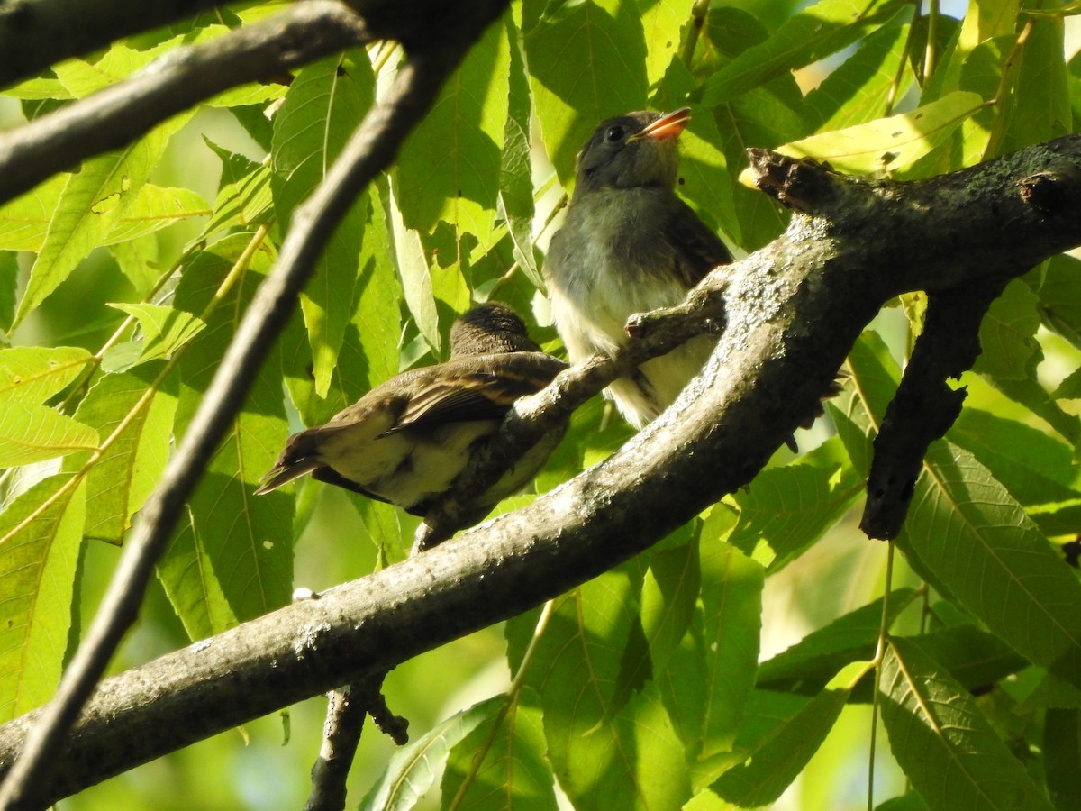 Eastern Wood-Pewee - ML258382461