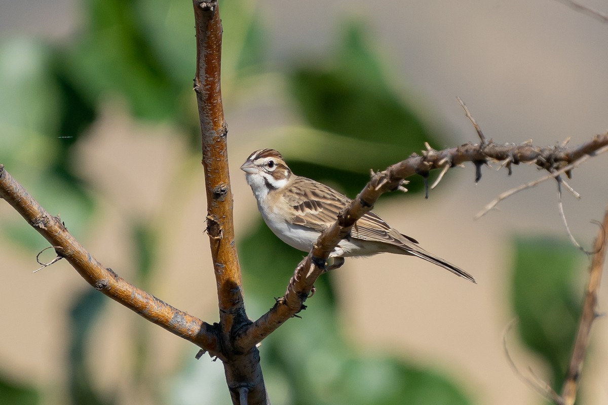 Lark Sparrow - ML258382541
