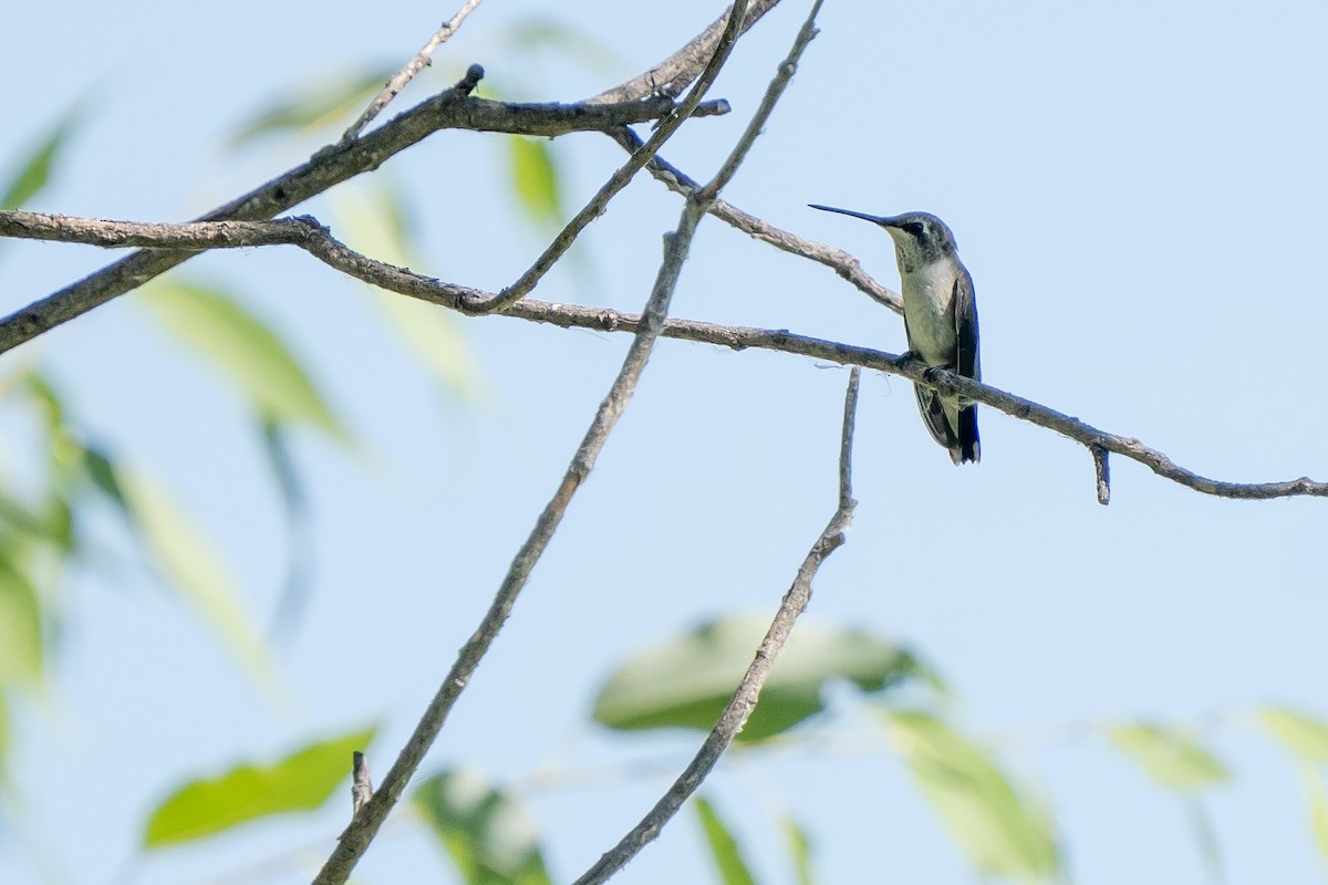 Black-chinned Hummingbird - ML258383841