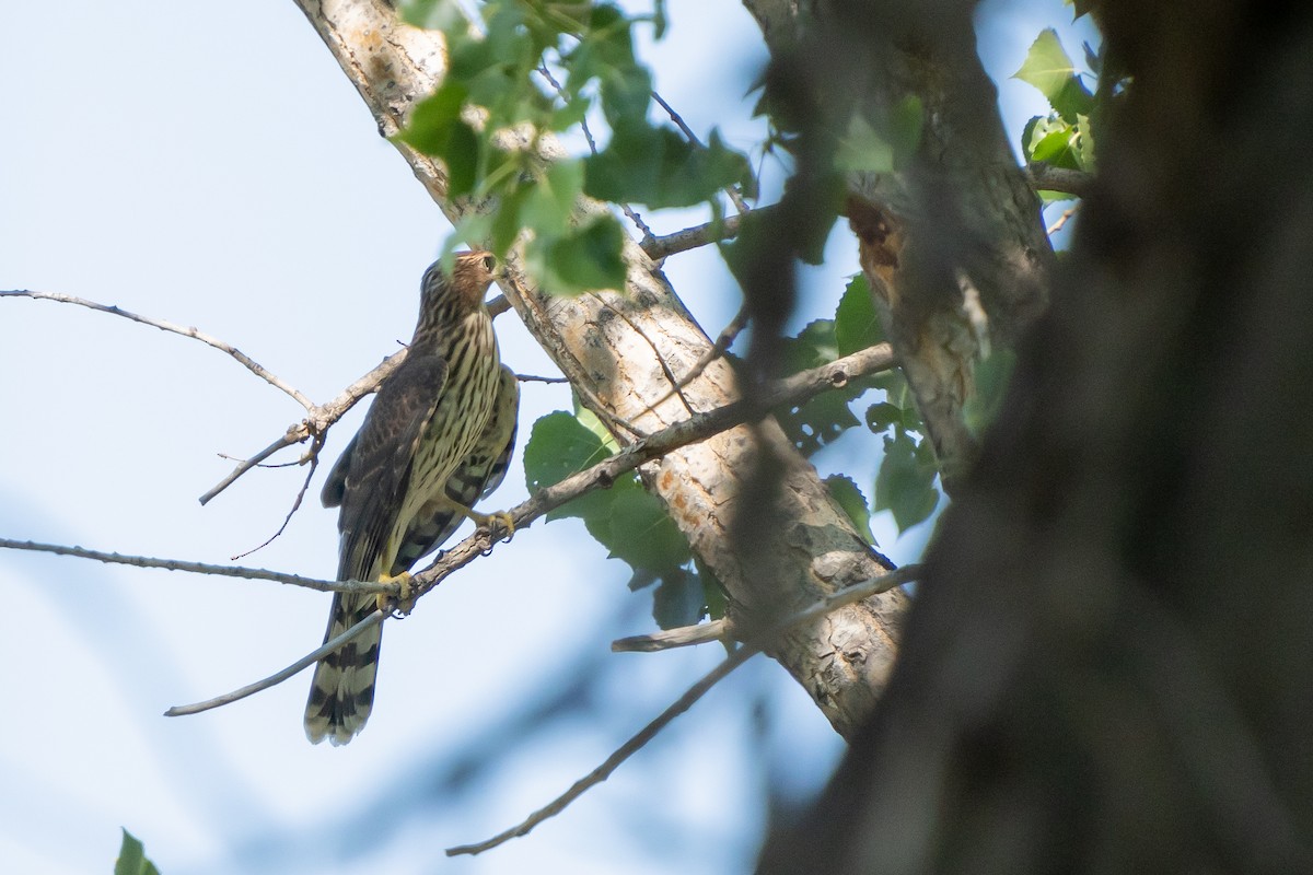 Cooper's Hawk - ML258383851