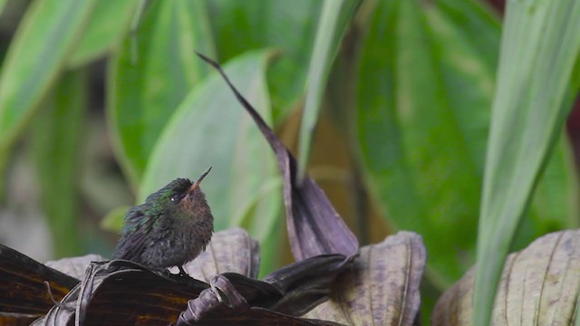 Tyrian Metaltail (Santa Marta) - ML258384791