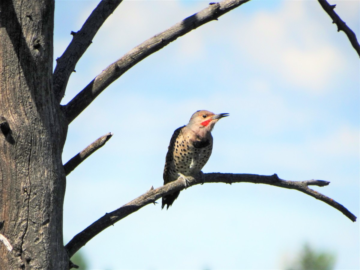 Northern Flicker - Mike Russum