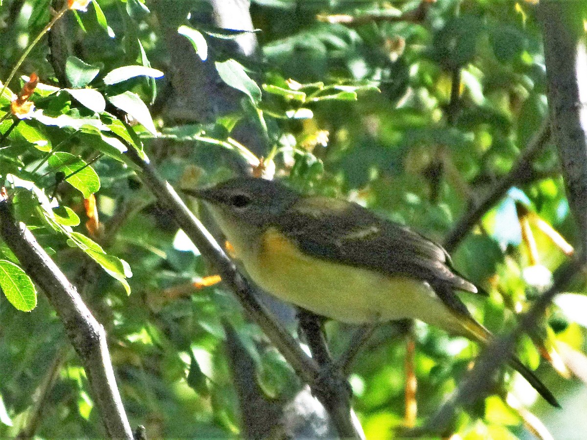 American Redstart - ML258385811