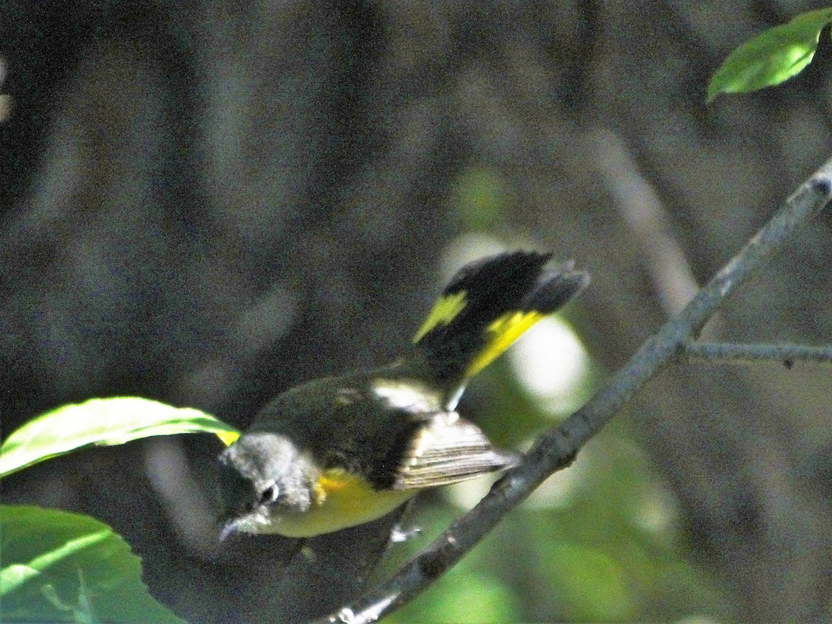 American Redstart - ML258385871