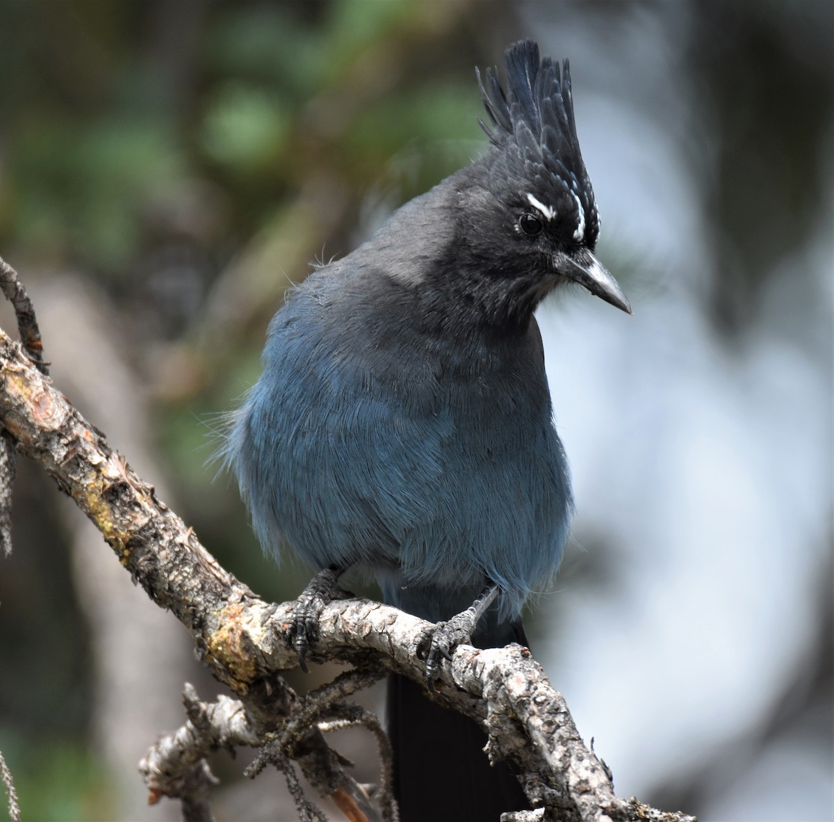 Steller's Jay - ML258386101