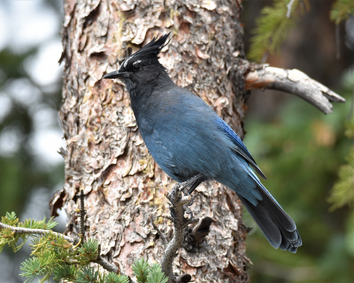 Steller's Jay - Lori Shuler