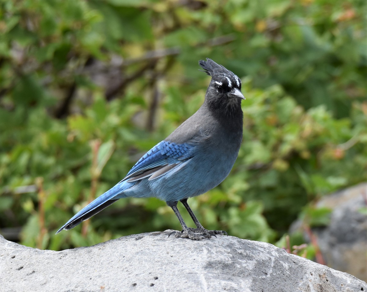 Steller's Jay - Lori Shuler