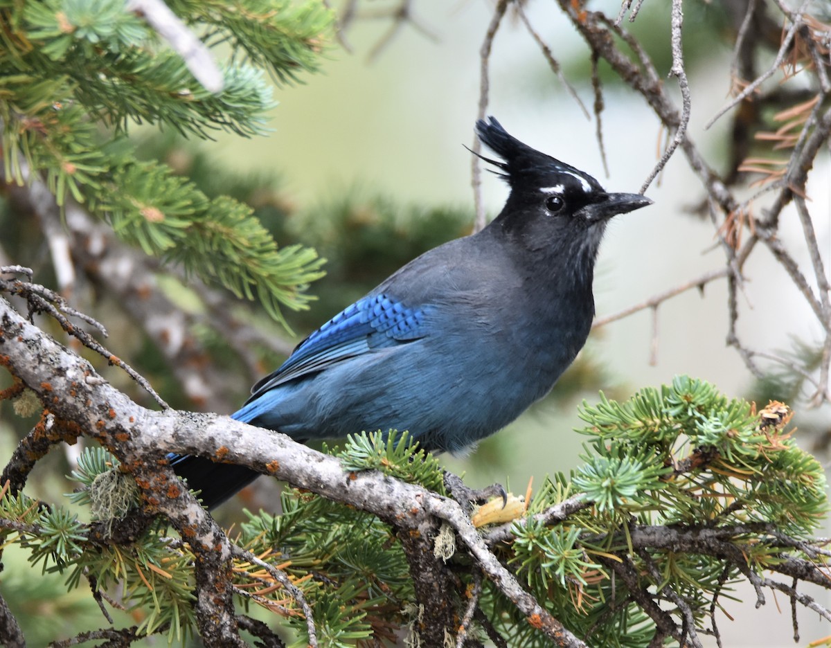 Steller's Jay - Lori Shuler