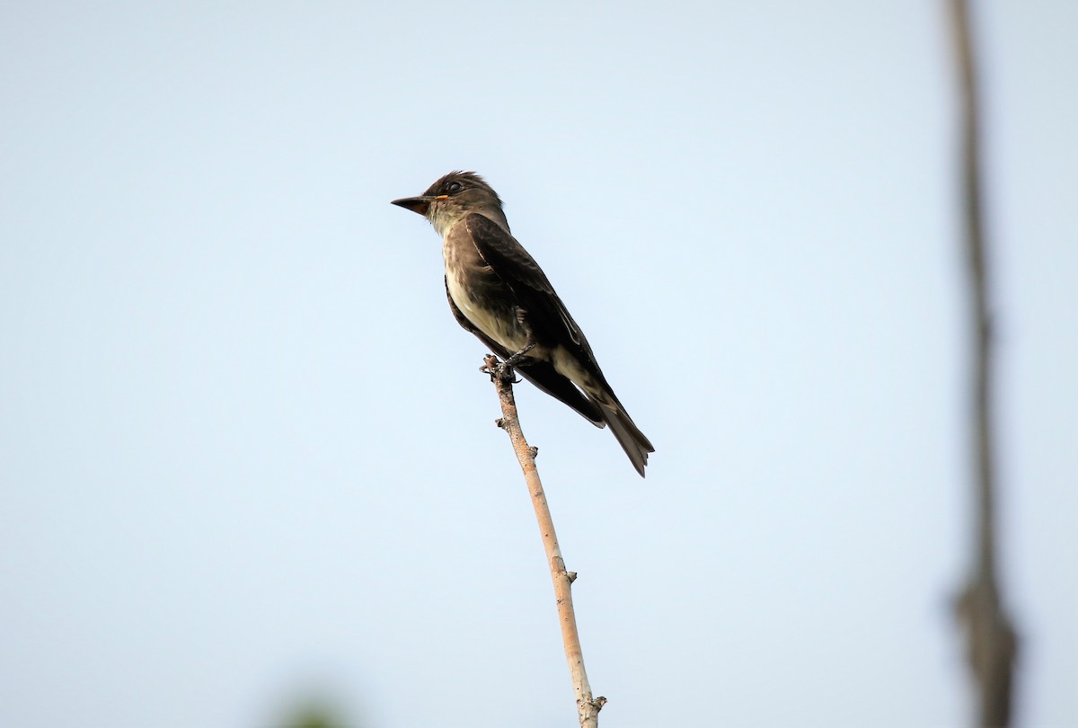 Olive-sided Flycatcher - ML258386611