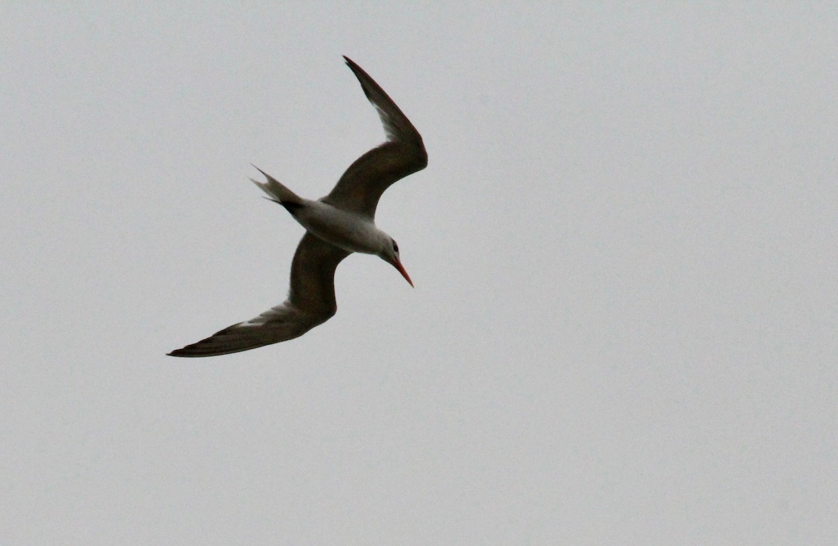 Royal Tern - John hale