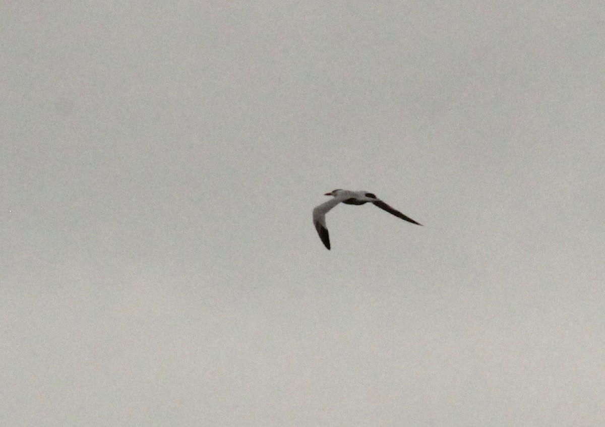 Royal Tern - John hale