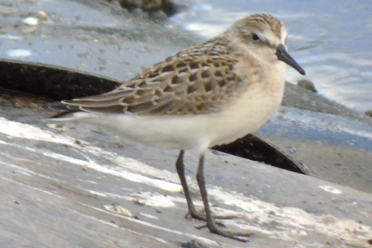 Semipalmated Sandpiper - Larry Neily